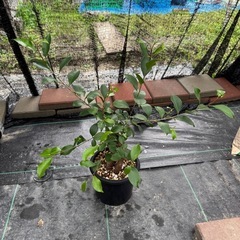 観葉植物　ガジュマル　カジュマル　精霊の木