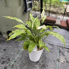 観葉植物　スパティフィラム 　