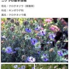 ニゲラの画像