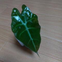 ②植物の苗。