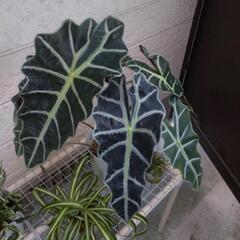 ②植物の苗。の画像