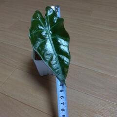 ②植物の苗。の画像