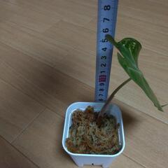 ②植物の苗。の画像