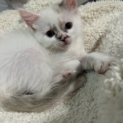 もうすぐ2ヶ月　初期医療すべて終わっています - 猫