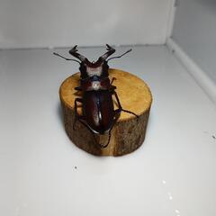 ノコギリクワガタ　WD　♂単品の画像
