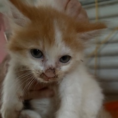 子猫1匹