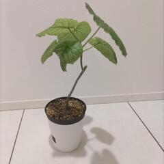 フィカス ウンベラータの画像