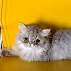 里親様決まりました。国内最大級！6/14（土）純血猫専門譲…
