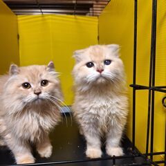 里親様決まりました。国内最大級！6/14（土）純血猫専門譲渡会(=^・^=) - 猫