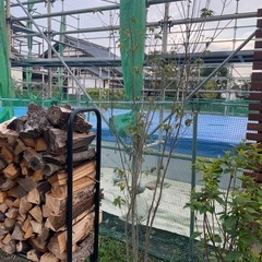 庭木　3本の画像
