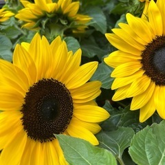 目の保養🚗🌲🏞️🌻