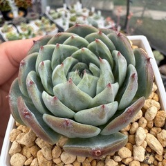 エケベリア レッドベルベット 胴切り天 発根管理中 