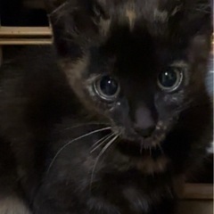 黒サビの可愛い女の子🐈‍⬛