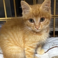 茶トラボーイ🐈(問い合わせ多数のため一時停止)