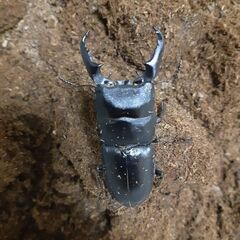 本土ヒラタクワガタ新成虫(オス／静岡県産)②