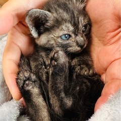 ブラックスモークタビーぽいチビちゃん