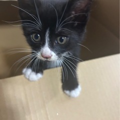 白黒  ハチワレ子猫  靴下履いてます