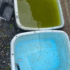 メダカミックスの画像