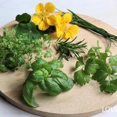 ハーブ野菜や色々の野菜を作りたい