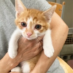 子猫　白地に茶トラ　鍵しっぽ　男の子