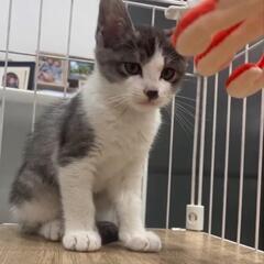 白とグレーのハチワレ♀