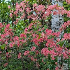 趣味は登山や自然散歩 花 石 キノコ 山菜 音楽