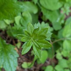 趣味は登山や自然散歩 花 石 キノコ 山菜 音楽 - 松本市