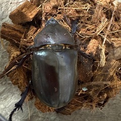 【受付終了】【新成虫】カブトムシ♀（未測定）-35
