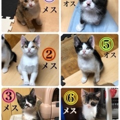 みんなで､わちゃわちゃ楽しく遊んでいる1ヶ月半の子猫たち❗️