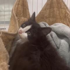 白と黒のハチワレ（長毛）