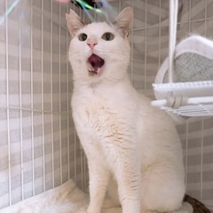7/13(日)柏市譲渡会　甘えん坊おじゃる丸くん - 猫