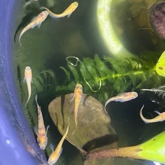 メダカ5匹　バケツごと
