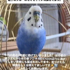 迷子のセキセイインコ探してます