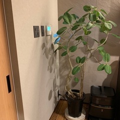 ベンガレンシス