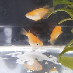 楊貴妃ダルマ飼育セットの画像