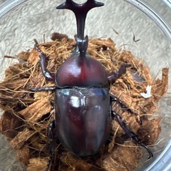 【受付終了】【新成虫】カブトムシ♂（未測定）-23
