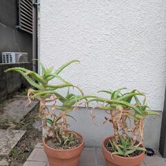 【又値下げ‼️】鉢付きアロエ2鉢セット‼️の画像