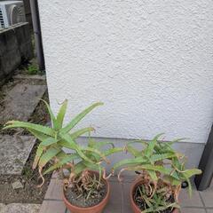 【又値下げ‼️】鉢付きアロエ2鉢セット‼️の画像