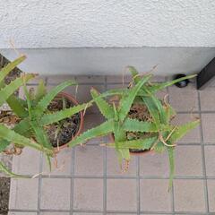 【又値下げ‼️】鉢付きアロエ2鉢セット‼️の画像