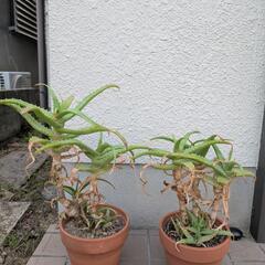 【値下げ‼️】鉢付きアロエ2鉢セット‼️