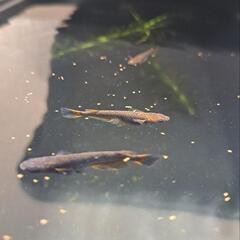 五式メダカ 飼育セット