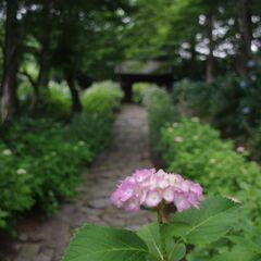 ゆるサ～クル倶楽部(6月紫陽花巡り）散策&撮影会📷)