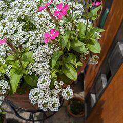 シレネピンクパンサー　可愛いピンクの花がたくさん咲きますの画像