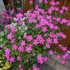 シレネピンクパンサー　可愛いピンクの花がたくさん咲きますの画像