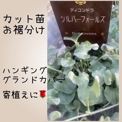 受付中/ディコンドラ シルバーフォール  カット苗