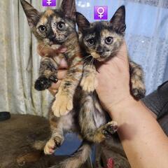 2ヶ月の子猫9匹