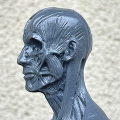 男性 人体モデル 人体模型 約30cm 人体筋肉 解剖 樹脂 筋骨格 グレーの画像