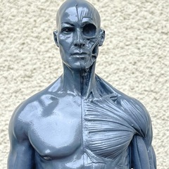 男性 人体モデル 人体模型 約30cm 人体筋肉 解剖 樹脂 筋骨格 グレーの画像