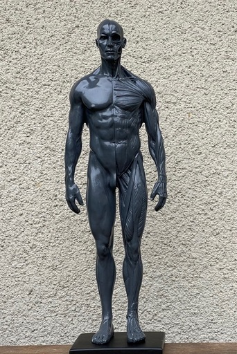 男性 人体モデル 人体模型 約30cm 人体筋肉 解剖 樹脂 筋骨格
