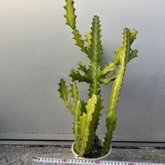 ＊ユーフォルビア ラクテア 多肉植物＊の画像